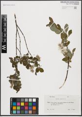 Foto von Salix aurita L.